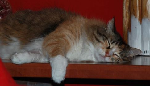 Picture of a cat / kitten / feline