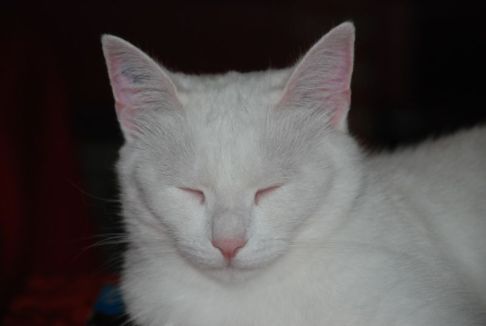 Picture of a cat / kitten / feline