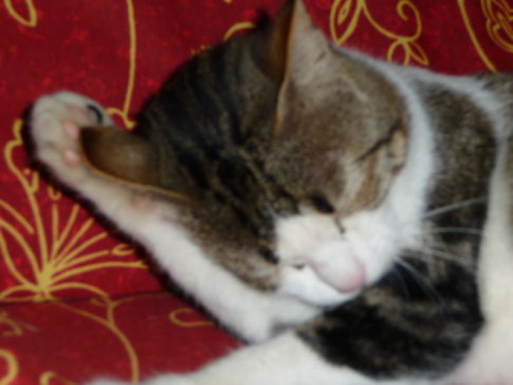 Picture of a cat / kitten / feline