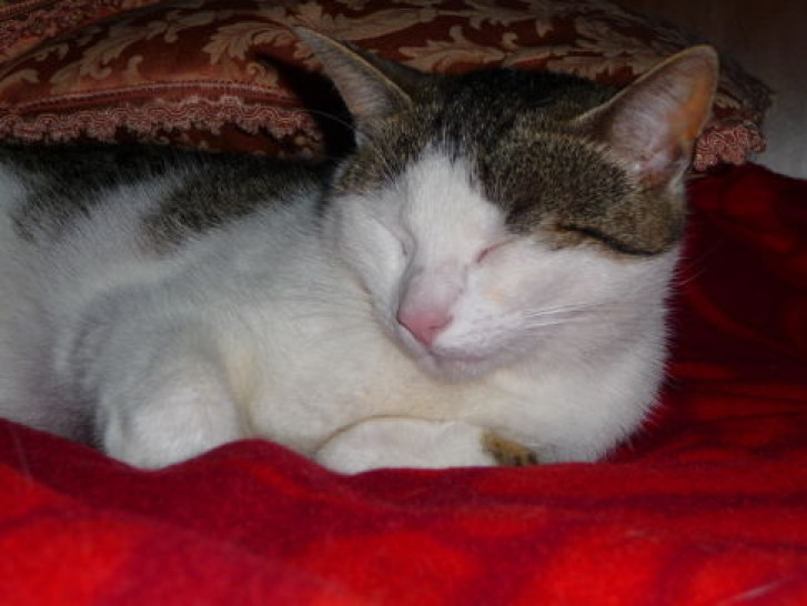 Picture of a cat / kitten / feline