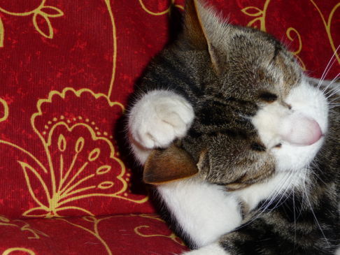 Picture of a cat / kitten / feline