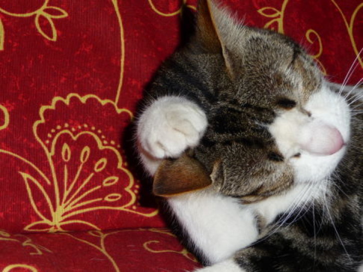 Picture of a cat / kitten / feline