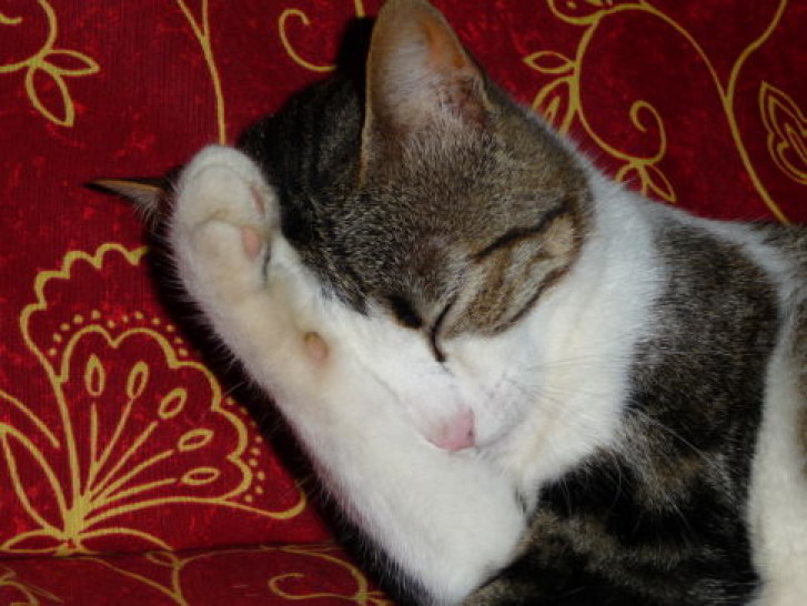 Picture of a cat / kitten / feline