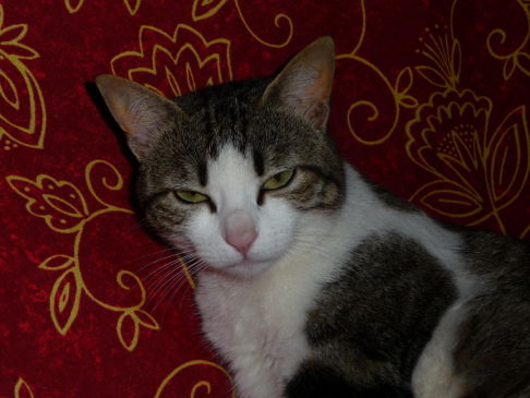 Picture of a cat / kitten / feline