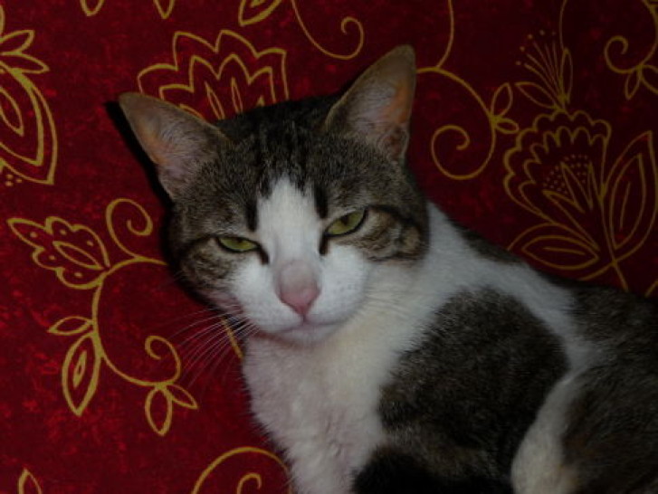 Picture of a cat / kitten / feline