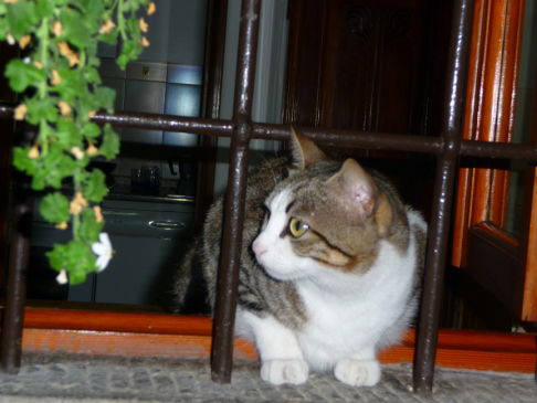 Picture of a cat / kitten / feline