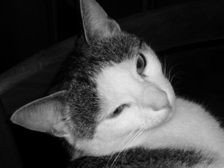 Picture of a cat / kitten / feline