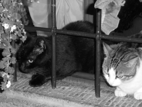 Picture of a cat / kitten / feline