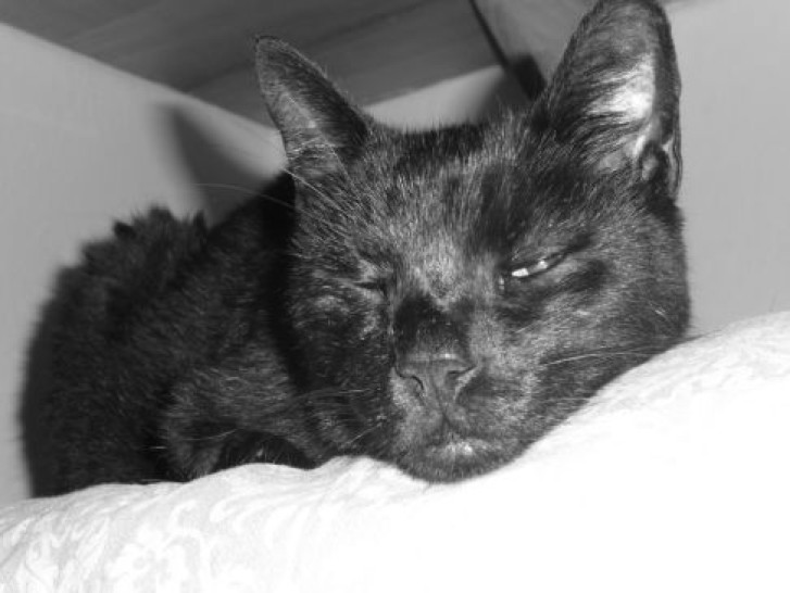 Picture of a cat / kitten / feline