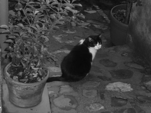 Picture of a cat / kitten / feline