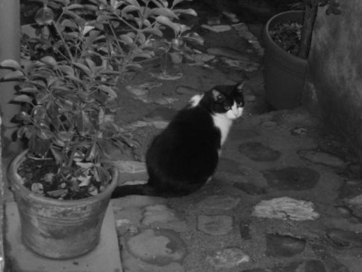 Picture of a cat / kitten / feline