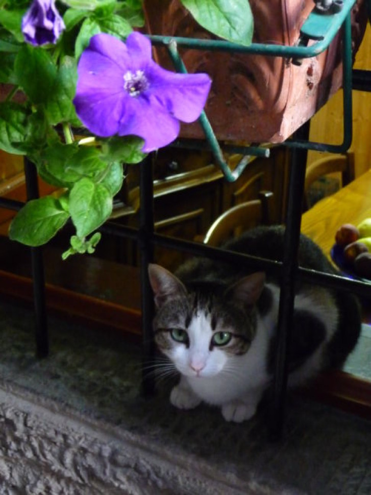 Picture of a cat / kitten / feline