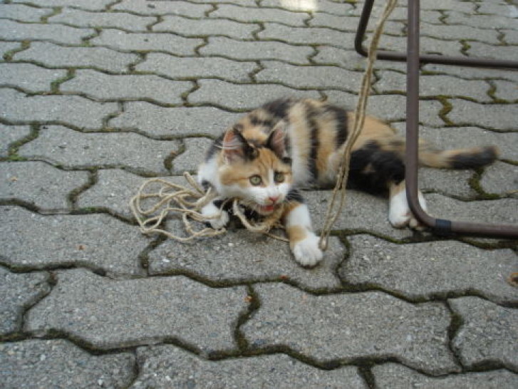 Picture of a cat / kitten / feline