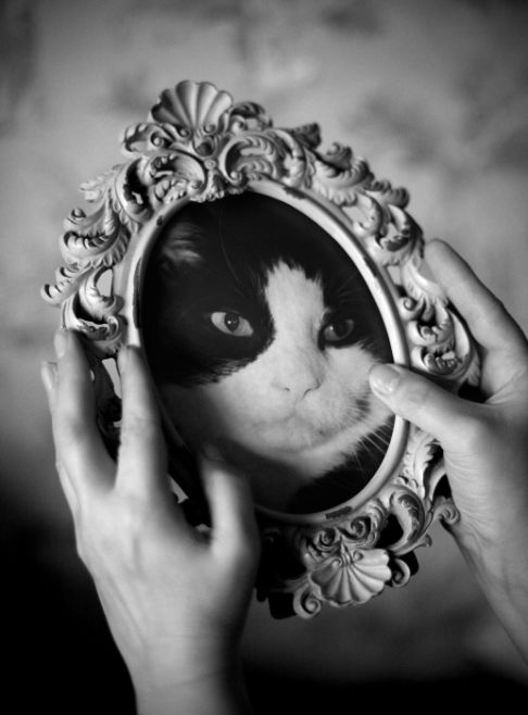 Picture of a cat / kitten / feline