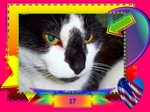 Picture of a cat / kitten / feline