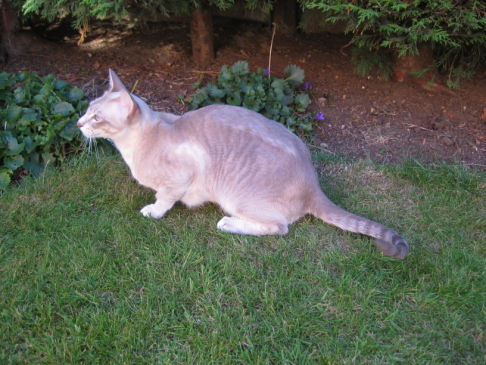 Picture of a cat / kitten / feline