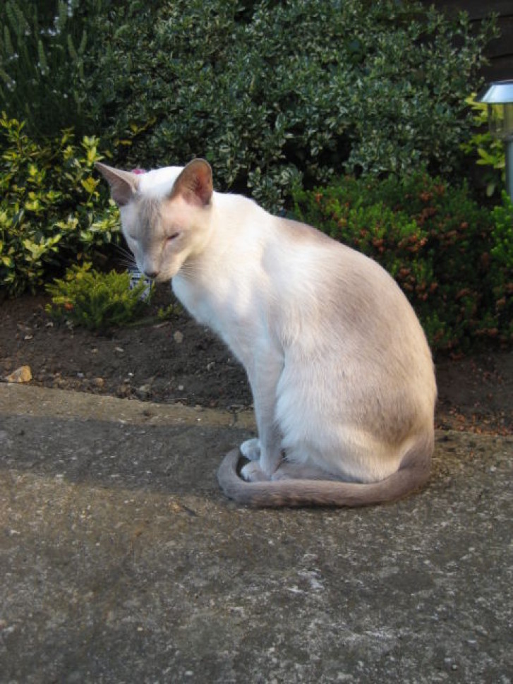 Picture of a cat / kitten / feline