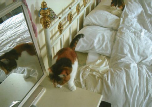 Picture of a cat / kitten / feline