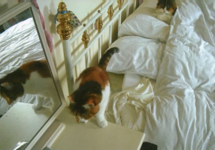 Picture of a cat / kitten / feline