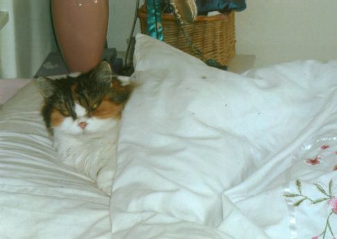 Picture of a cat / kitten / feline