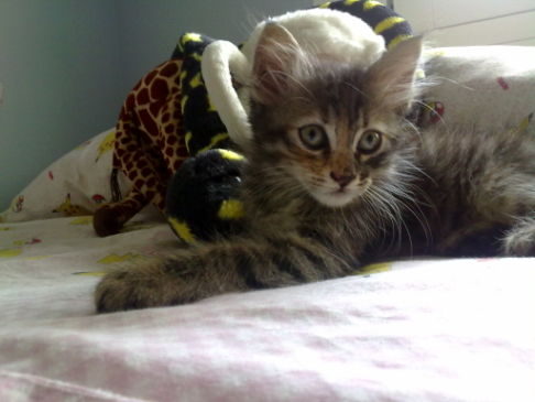 Picture of a cat / kitten / feline