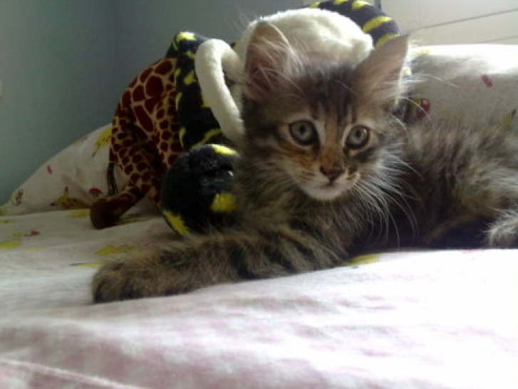 Picture of a cat / kitten / feline