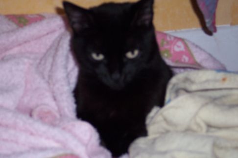 Picture of a cat / kitten / feline