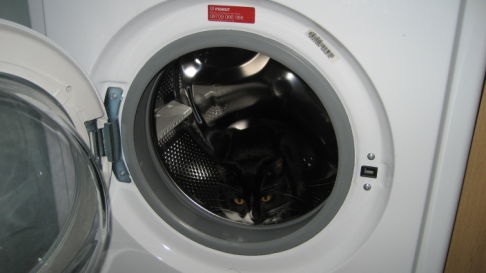 Picture of a cat / kitten / feline