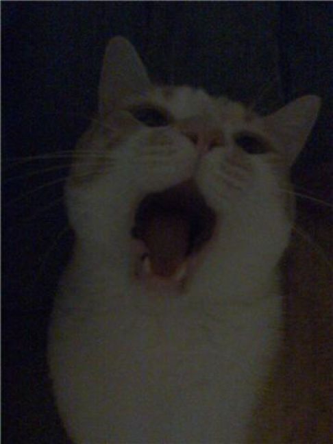 Picture of a cat / kitten / feline