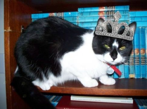 Picture of a cat / kitten / feline