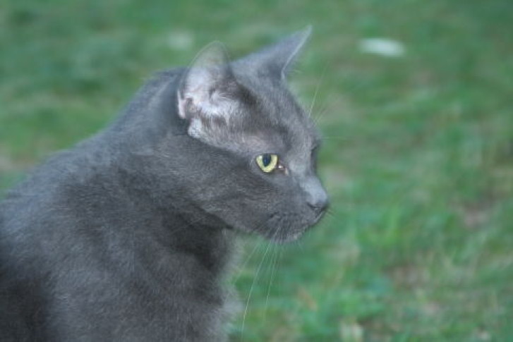 Picture of a cat / kitten / feline