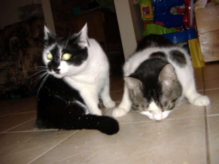 Picture of a cat / kitten / feline