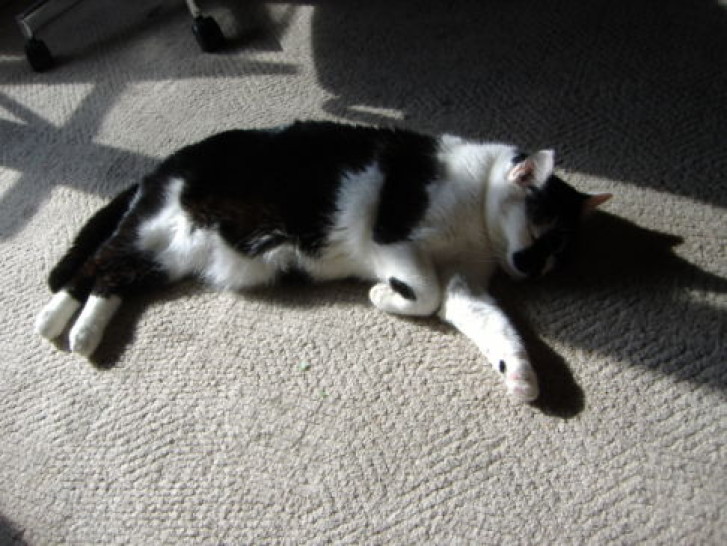 Picture of a cat / kitten / feline