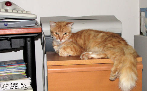 Picture of a cat / kitten / feline