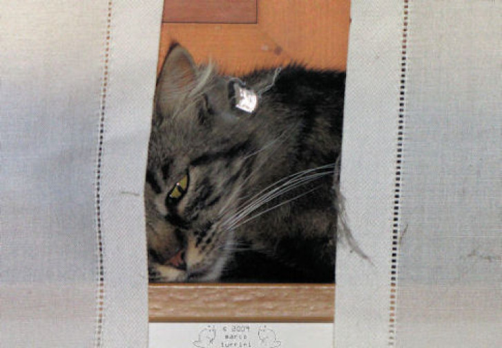 Picture of a cat / kitten / feline