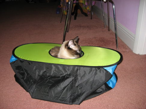 Picture of a cat / kitten / feline