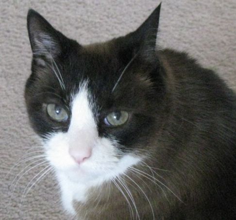 Picture of a cat / kitten / feline