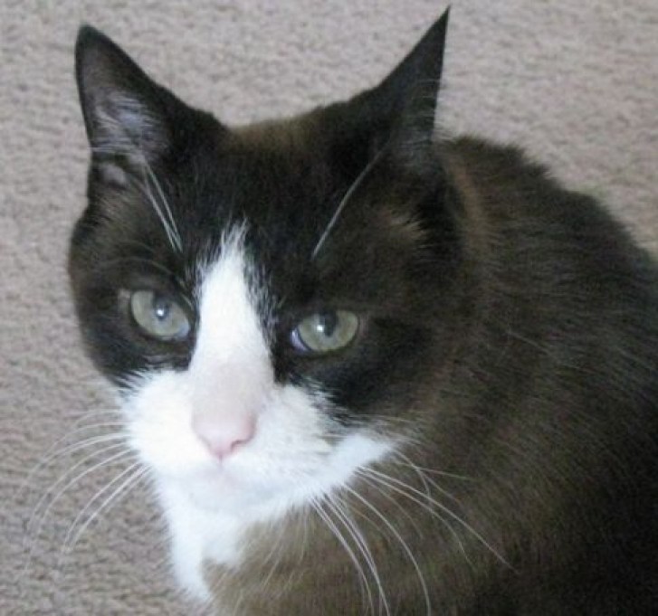 Picture of a cat / kitten / feline