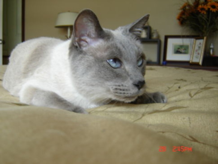 Picture of a cat / kitten / feline