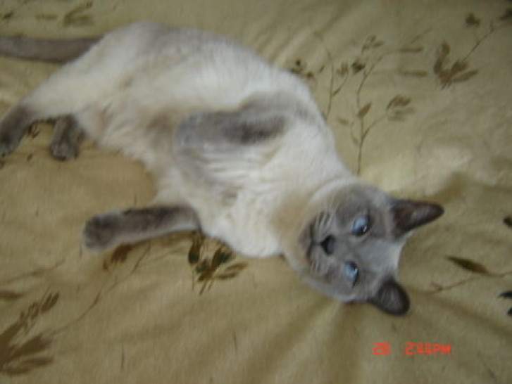 Picture of a cat / kitten / feline