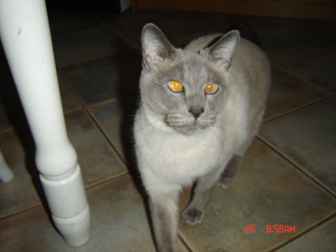 Picture of a cat / kitten / feline