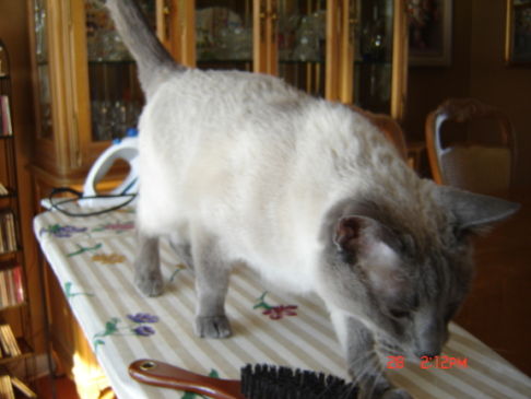 Picture of a cat / kitten / feline