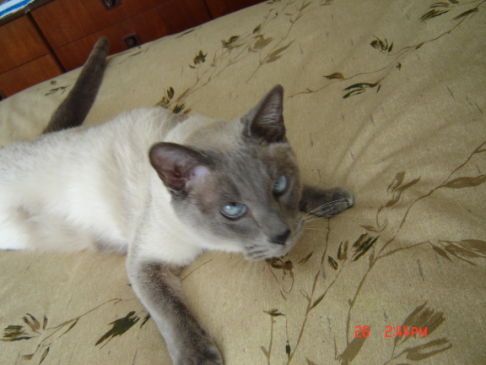 Picture of a cat / kitten / feline