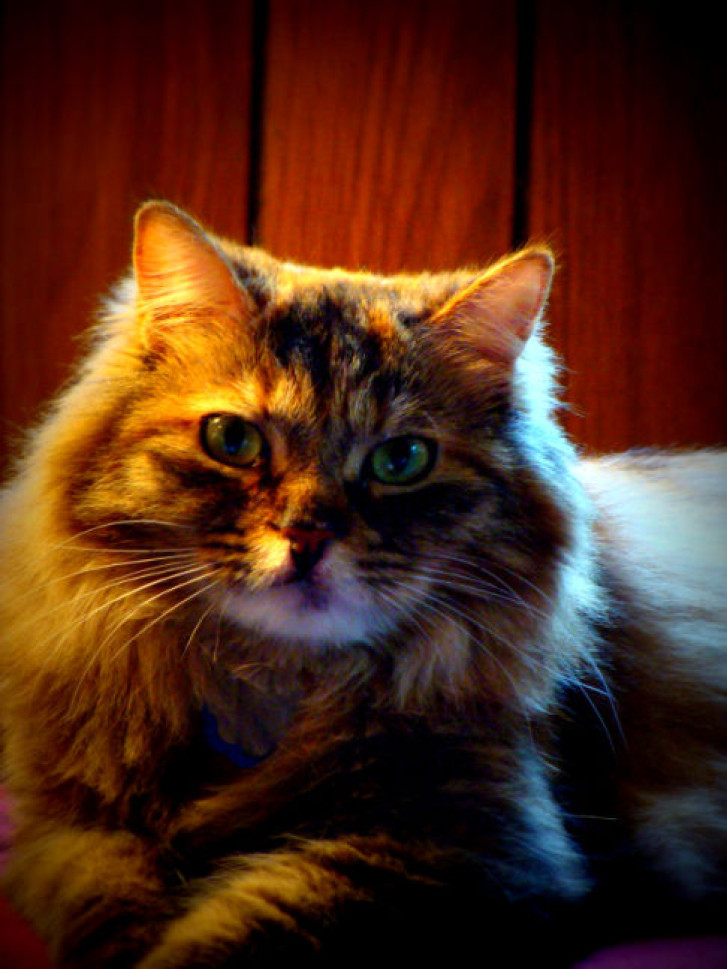 Picture of a cat / kitten / feline