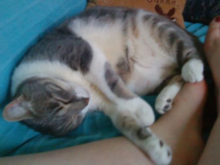 Picture of a cat / kitten / feline