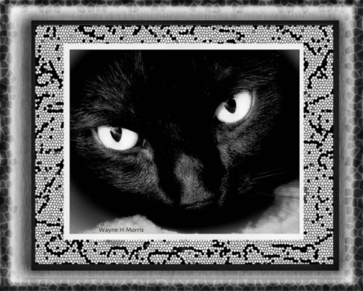 Picture of a cat / kitten / feline