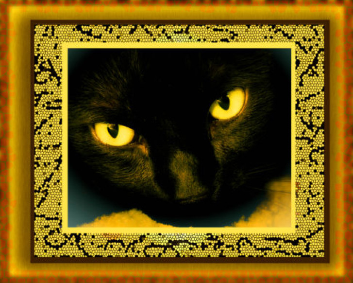 Picture of a cat / kitten / feline