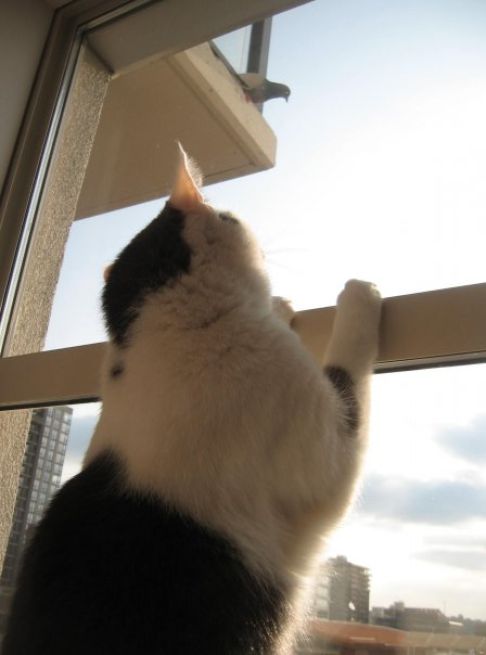 Picture of a cat / kitten / feline