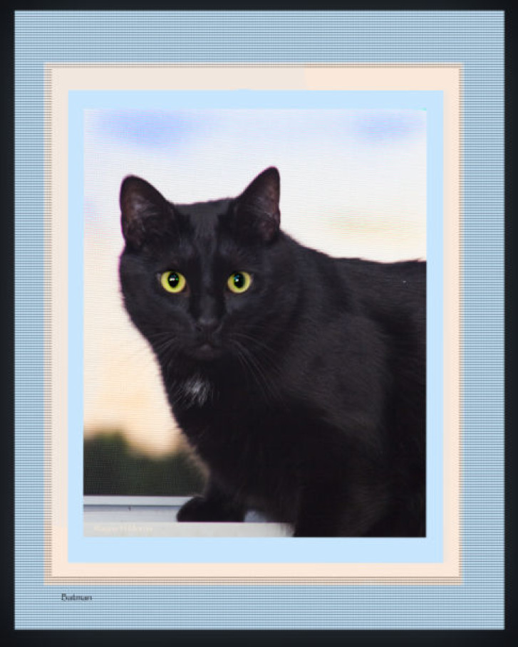 Picture of a cat / kitten / feline