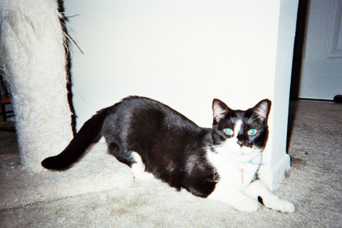 Picture of a cat / kitten / feline